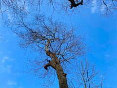 -上海佘山国家森林公园天马山园