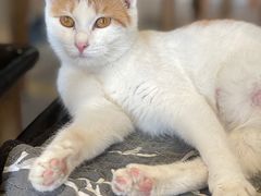 -平行世界·猫咖(首经贸店)