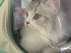 -乖乖宠物医院·猫科·骨科·24小时(云岗分院)