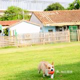 深圳遛狗好去处