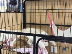 -瑞派长江宠物医院·猫科·外科·24小时夜护(谊城公寓分院)