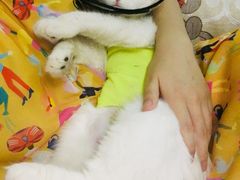 -伟伟宠物医院·CT影像中心·瑞派犬猫综合性门诊(汉口总院)