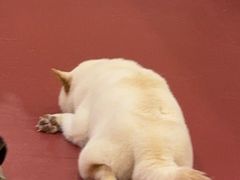 -和它·交个朋友·狗咖猫咖(爱琴海店)