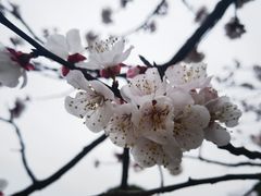 -无锡梅园公园