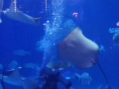 -烟台海昌鲸鲨海洋公园