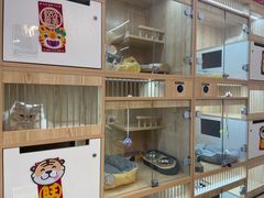 -山宅一喵德文卷毛猫舍