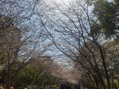 -高东镇樱花园