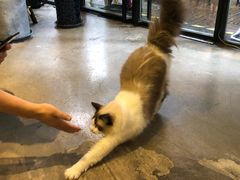 -咖法森林·咖啡  酒吧(天河店)