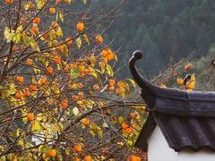 -杨家堂村