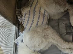 -喜多萌中农锦绣动物医院24H·猫科·牙科MRI·CT
