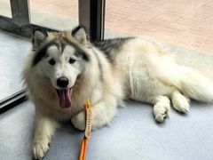 -宠物星动物医院·眼科·异宠·猫科(江南大道总院)