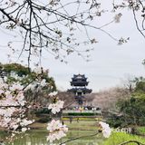 烟波浩瀚中的醉美樱花秀