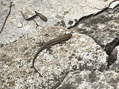 -老象峰