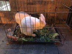 -魏家凉皮(文景路店)