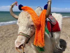 -青海湖国家重点风景名胜区