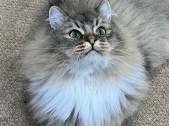 -COLOR PETS 撸猫馆·购猫·猫咖(长风大悦城店)