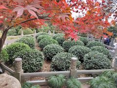 -十八棵（老龙井）御茶园(老龙井店)