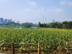 -顺峰山公园