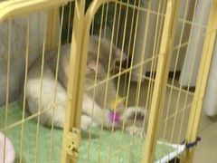 -创凡宠物医院·骨专科  猫科中心(西乡分院)