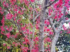 -映月湖公园