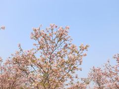 -天适樱花悠乐园