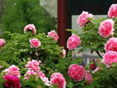 -口岸雕花楼