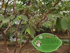 -兰陵国家农业公园