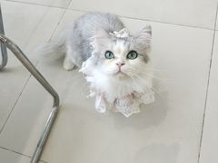 -怪兽屋·羊驼·猫咖·狗咖(俊华广场店)