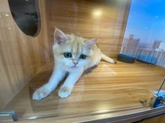-猫十亿·布偶金渐层·曼基康矮脚猫舍(青年路店)