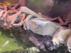 -正佳雨林生态植物园