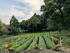 -野蔓果·山野菜(西湖景区·龙井茶田店)