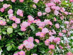 -苏州太湖西山岛开心农场