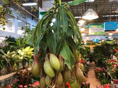 -双季花艺园艺市场(浦东店)