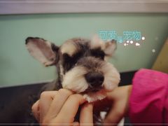 哈瑞-可爱是宠物(容辰庄园店)