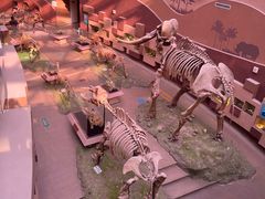 -陕西自然博物馆