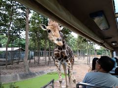 -清迈夜间动物园