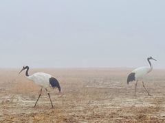-盐城丹顶鹤湿地生态旅游区