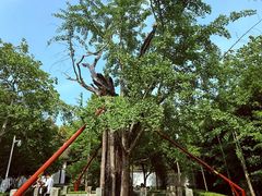 -上海佘山国家森林公园天马山园