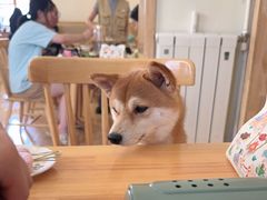 -柴の食堂·日式家庭料理·熊之肆(大学路店)