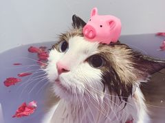 -Pets First伊珊娜洗护·精致美容·家庭式寄养(新会路店)