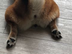 -柴犬高等学院·狗咖·柴犬售卖·宠物训练