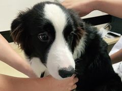 -安安宠医·安宠宠物医院