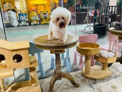 -more than meow吴止猫主题餐厅(承德 中船汇店)