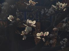 -真庆观