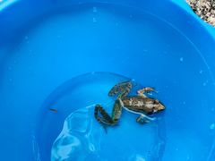 -碓臼峪自然风景区