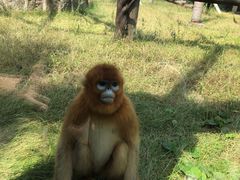 -西安秦岭野生动物园