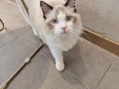 -飞行喵MR PILOT|猫舍·猫咖(静安大融城店)
