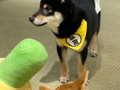 -逗柴咖啡屋·狗咖猫咖宠物桌游