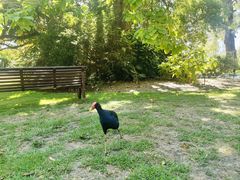 -墨尔本皇家植物园