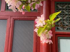 -海棠花溪(元大都城垣遗址公园)